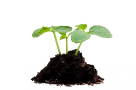 new-growth-on-white-background-SBI-300976236