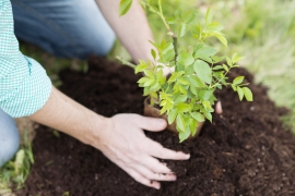close-up-of-young-mans-hands-planting-small-tree-in-his-backyard-garden-SBI-305112392