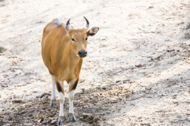 picture-of-red-cow-at-asian-zoo-SBI-301090420